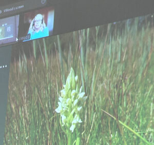 Plantlife.org.uk video call with orchid on screen