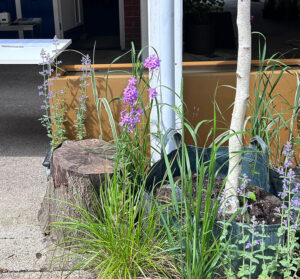 Silver birch and plants in courtyard.